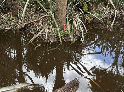 Black Mudfish Habitat Restoration: Empire Corporation Group ...