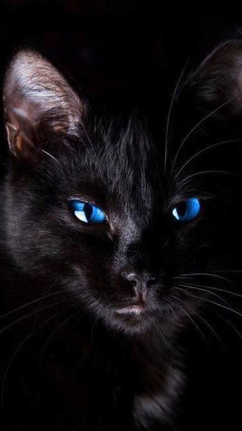 Blue eyes, black, cat, HD phone wallpaper | Peakpx