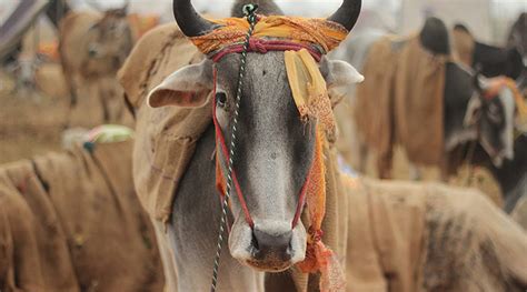 Cow becomes national animal of Nepal | Pikspost