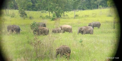 Saving the herds of Way Kambas - International Elephant Project