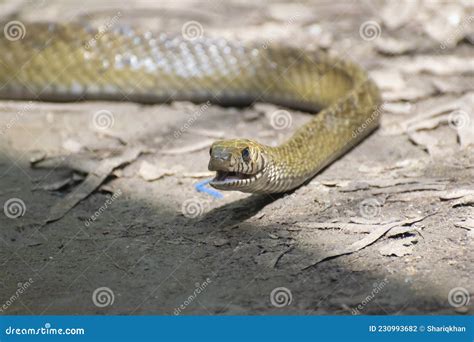 Indian Rat Snake Ptyas Mucosa Mouth Open Stock Photo - Image of mouth ...