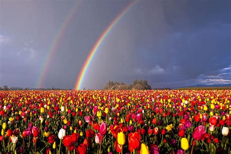 Rainbow Tulips Wallpapers - Wallpaper Cave