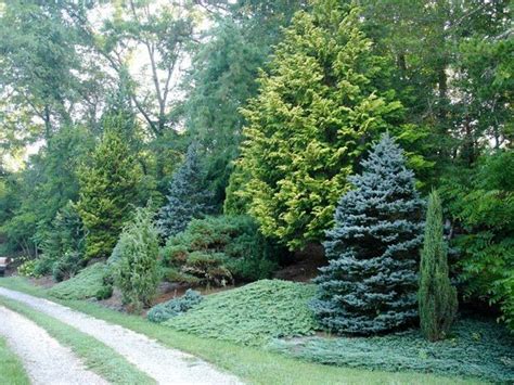 5 Practical Tips To Beauty Your Garden | Evergreen landscape, Privacy ...