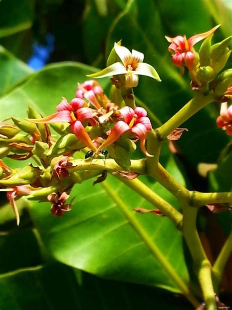 Anacardium – eFlora of India