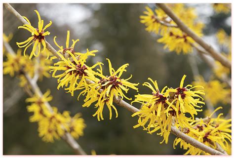 American Witch-Hazel (Hamamelis virginiana) : Spot a glimmer of gold ...