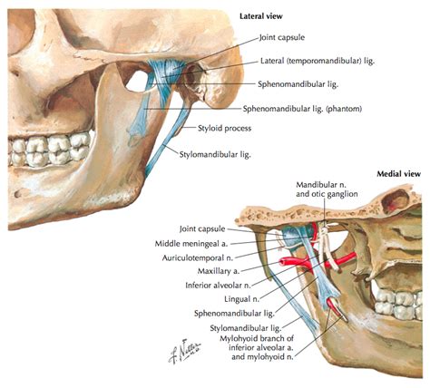 Temporomandibular Joint Disorders - Clinical Anatomy & Assessment ...