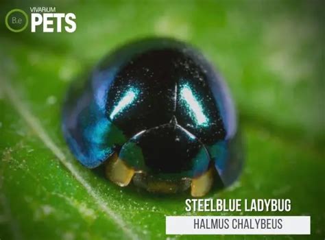 Steelblue Ladybird: The Halmus Chalybeus Care Guide!