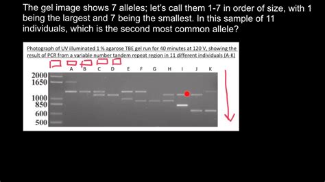 Gel Electrophoresis | gel electrophoresis คือ - Records Records