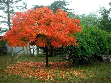 Japanese Persimmon, Diospyros kaki, Tree Seeds (Edible, Showy, Fall ...