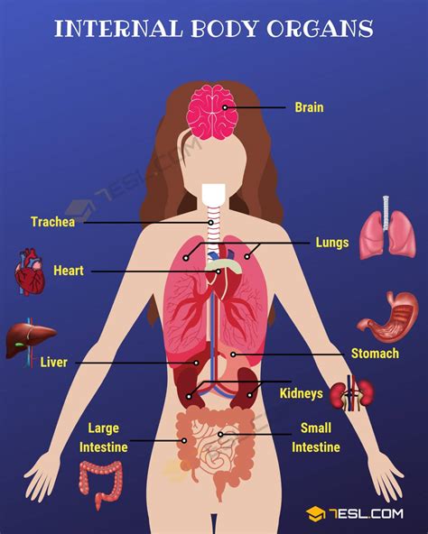 Body Parts: Parts Of The Body in English with Pictures • 7ESL