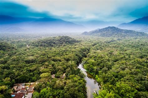 Aerial View of Amazon Rainforest, South America | Concordia