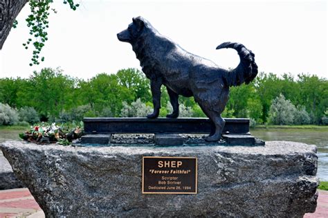 Shep, Faithful Dog of Montana - America Comes Alive