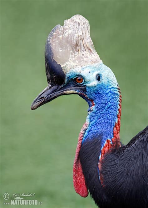 Casuarius casuarius Pictures, Southern Cassowary Images, Nature ...