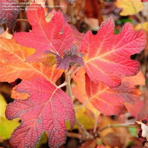 Full size picture of Oakleaf Hydrangea 'Snow Queen' (Hydrangea ...