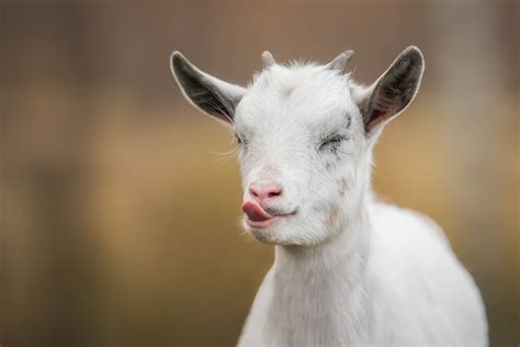 20 Best Goat Names for Your Furry Kid