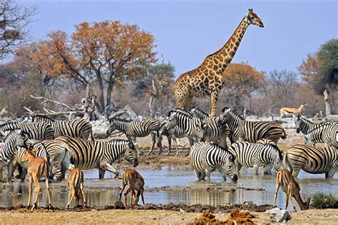 African safari alternatives that don't cost a fortune - Lonely Planet