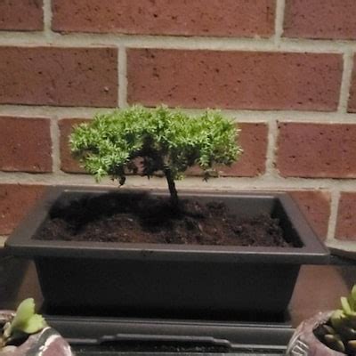 15cm Chinese Elm Tree in Plastic Grower Pot - Etsy