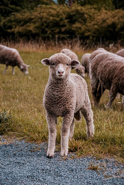 Babydoll Sheep as Pets : Thire obvious cute faces and gentle behavior