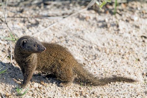 Mongoose | Species & Facts | Britannica