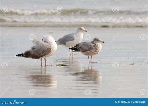 Three Seagulls at the Beach Stock Photo - Image of seagulls, three ...