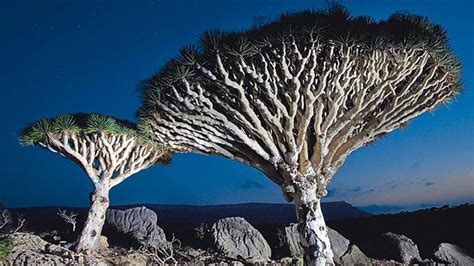 Socotra Island: Exploring the Land of the Dragon's Blood Tree - Condé ...