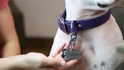 How To Put Dog Tags On Collar - Complete Guide-WAF