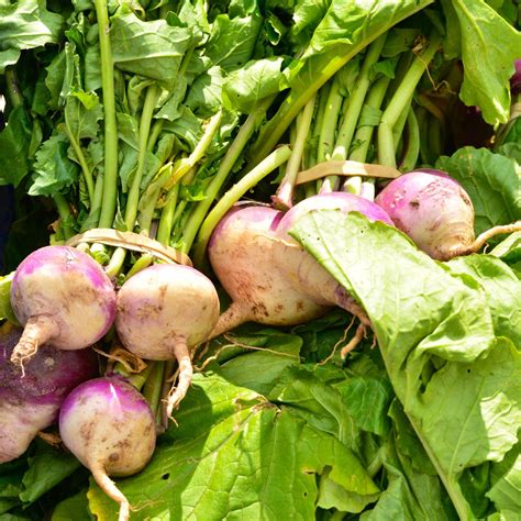 Companion Plants For Turnips | The Rex Garden