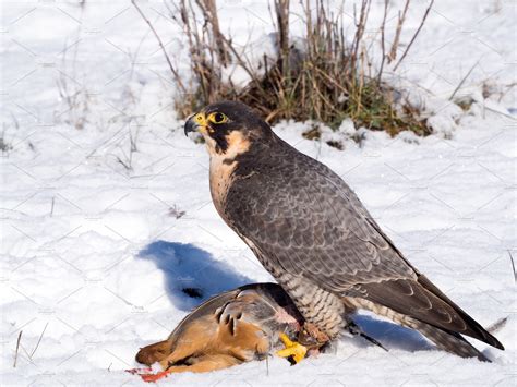 Peregrine falcon hunting partridge featuring falconry, falcon, and hawk ...