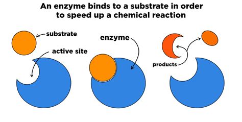 Parts Of An Enzyme Substrate Complex