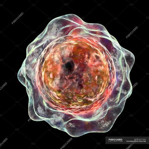 Balamuthia mandrillaris amoeba, computer illustration — black ...