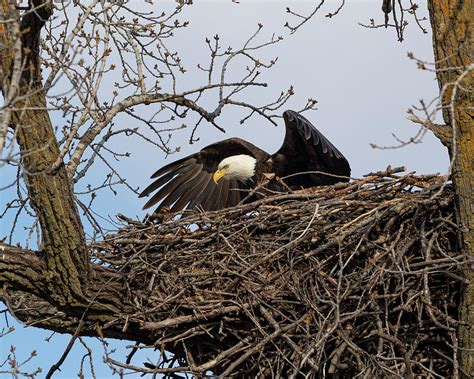 Bald Eagle Nesting Photograph by Steven Rossi