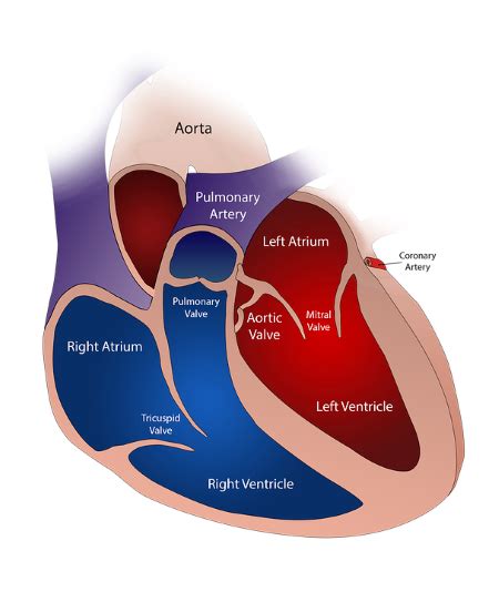 Atrioventricular Bundle of His | Definition, Location & Function ...