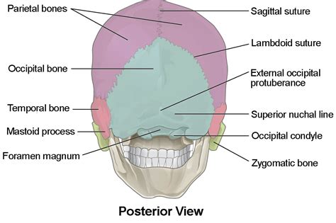 The Skull | Anatomy and Physiology I