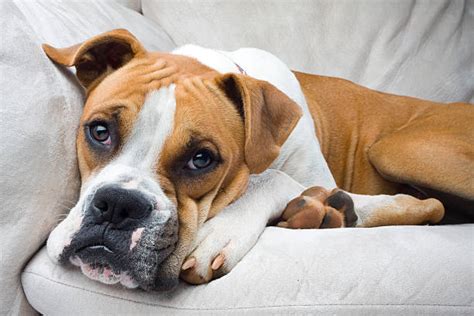 770+ Sleeping Boxer Stock Photos, Pictures & Royalty-Free Images - iStock