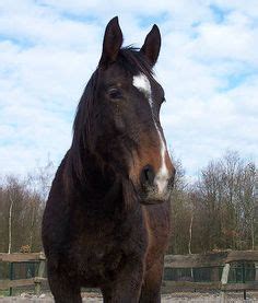 Heihe Horse, powerful horses with good endurance qualities, easily able ...