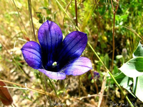 KURDISTAN Flowers Nature | Nature, Landscape كوردستان | Flickr