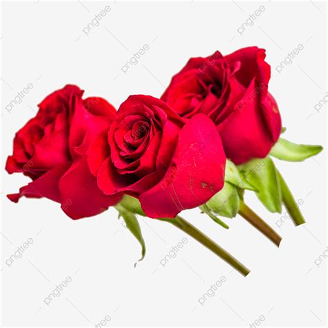 Three Beautiful Red Roses Transparent Background Photography Picture ...