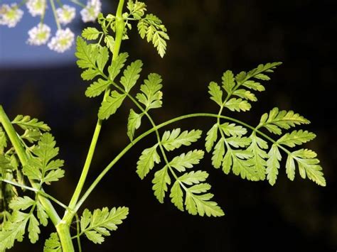 Conium maculatum (poison-hemlock): Go Botany