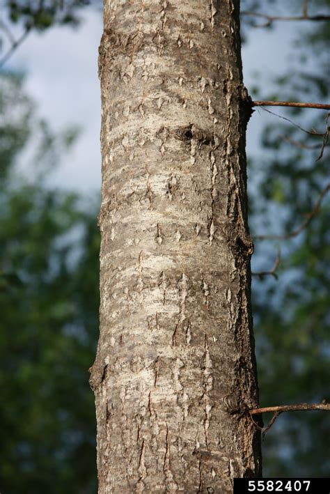 balsam poplar (Populus balsamifera L.)