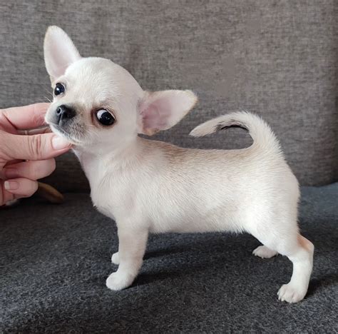 Teacup chihuahua puppies/Teacup chihuahua puppies for sale