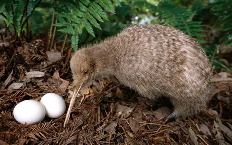 Kiwi with eggs in New Zealand | Animaux beaux, Animaux et oiseaux ...