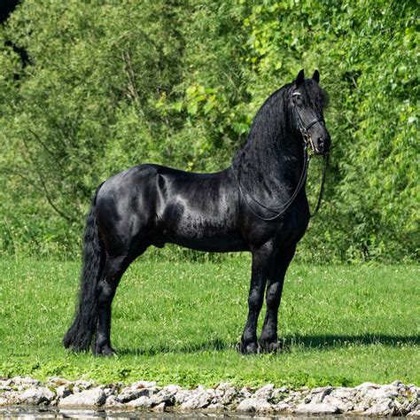 Breed/Discipline | Demonstration of Dutch Friesian | Midwest Horse Fair