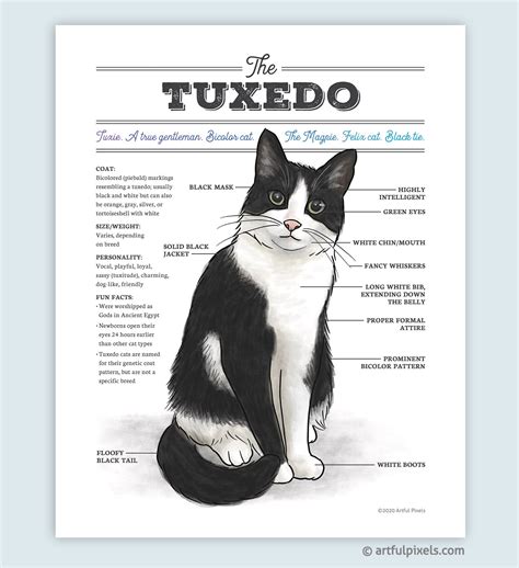 Tuxedo Cat Diagram Art Print - Funny Gift for Cat Lovers