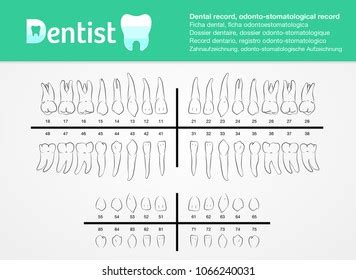 Human Dental Numbering Photos and Images | Shutterstock