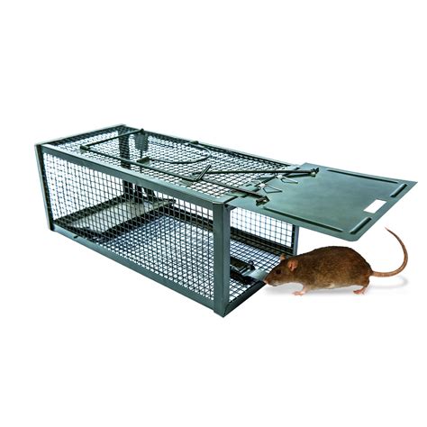 Piege a rat, mort-au-rat et cage, blé empoisonné rat - okgo.net