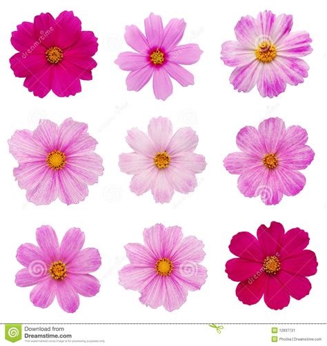 Cosmos flower clipart 20 free Cliparts | Download images on Clipground 2024