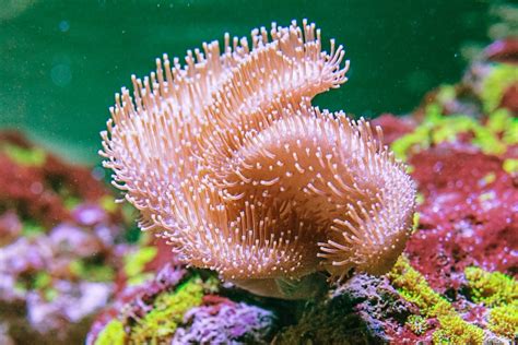 Toadstool Coral Care, Information, & Pictures - Build Your Aquarium