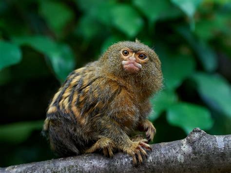 Facts About Marmosets | Live Science