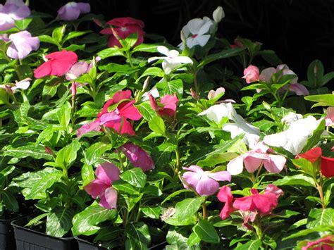 starr-110215-1217-Catharanthus_roseus-flowering_habit-KiHa… | Flickr