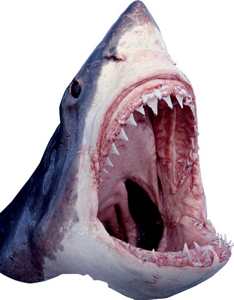 Shark Mouth Png